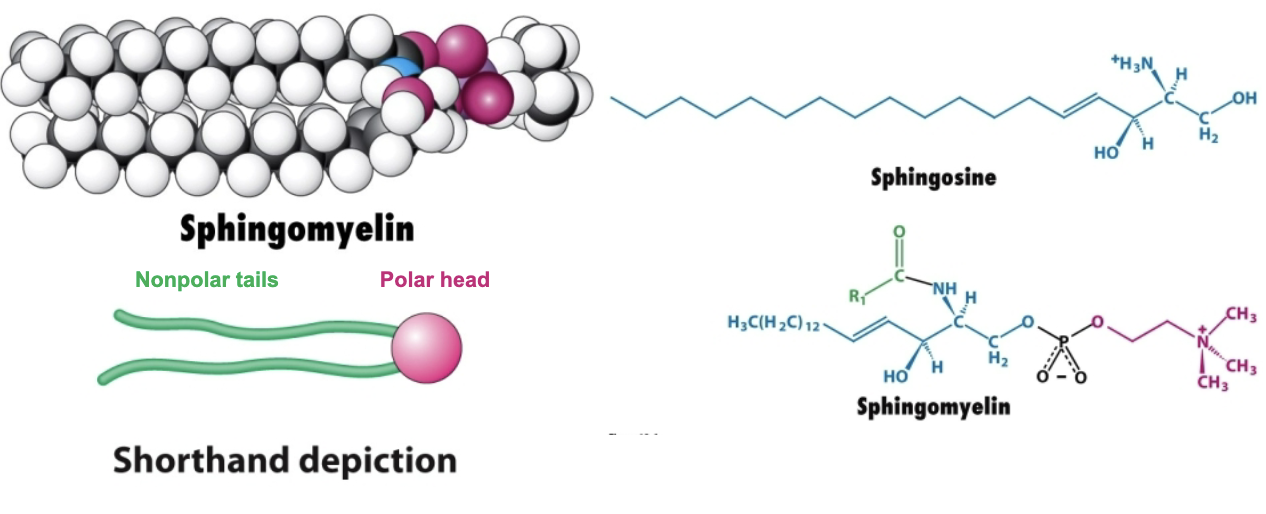 <p>Sphingomyelin is similar to phosphatidylcholine but with a sphingosine backbone rather than a glycerol backbone</p>