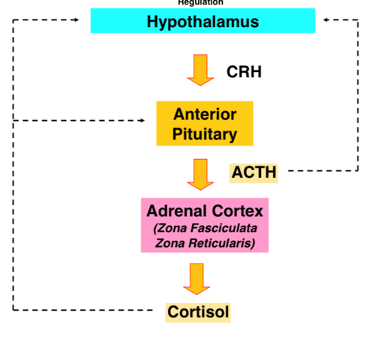 <p>Increases blood glucose, suppresses immune system, long-term stress = increased cortisol, TT is most body cells</p>