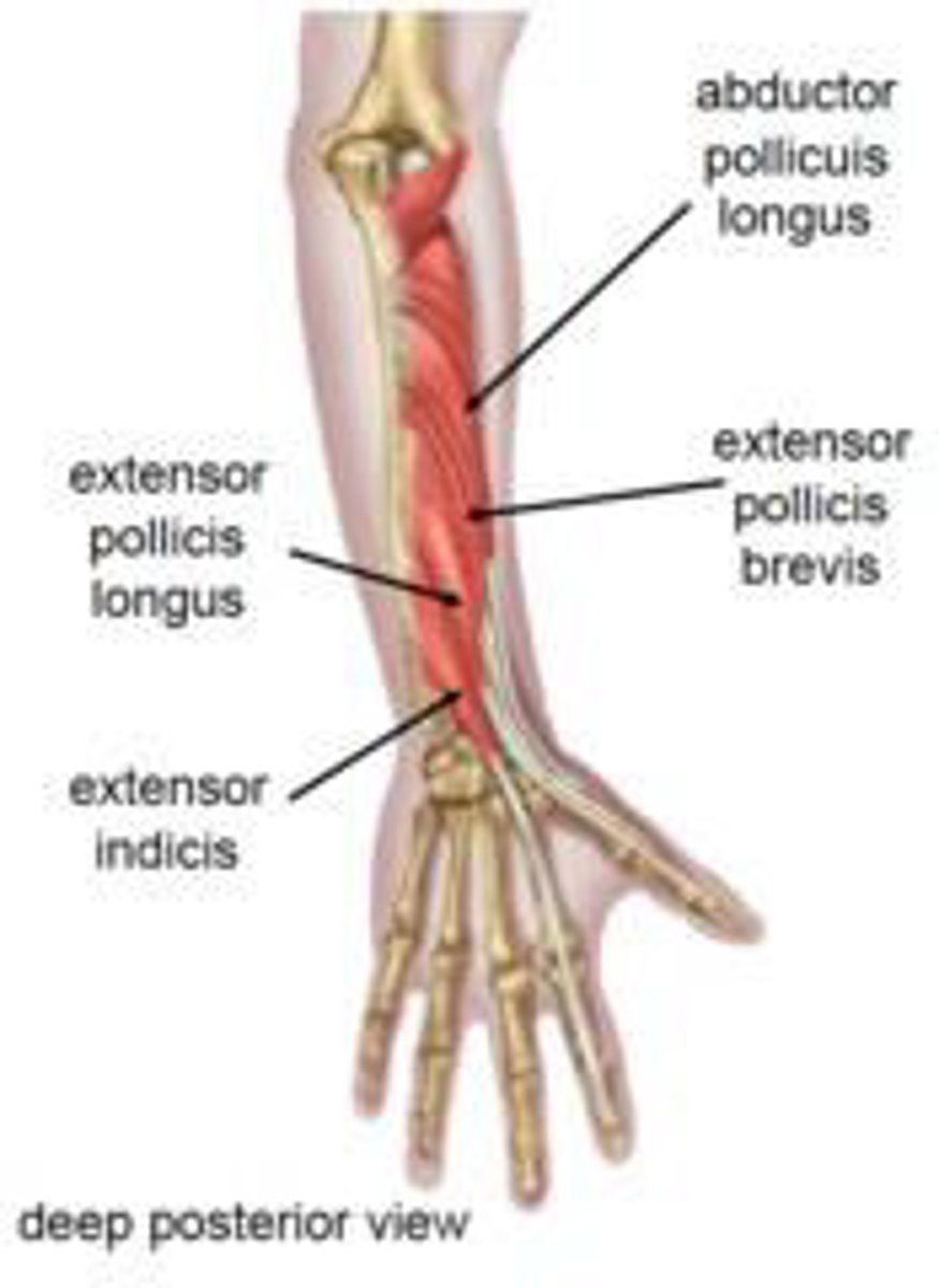 <p>Extensor Pollicis Longus (EPL)</p>