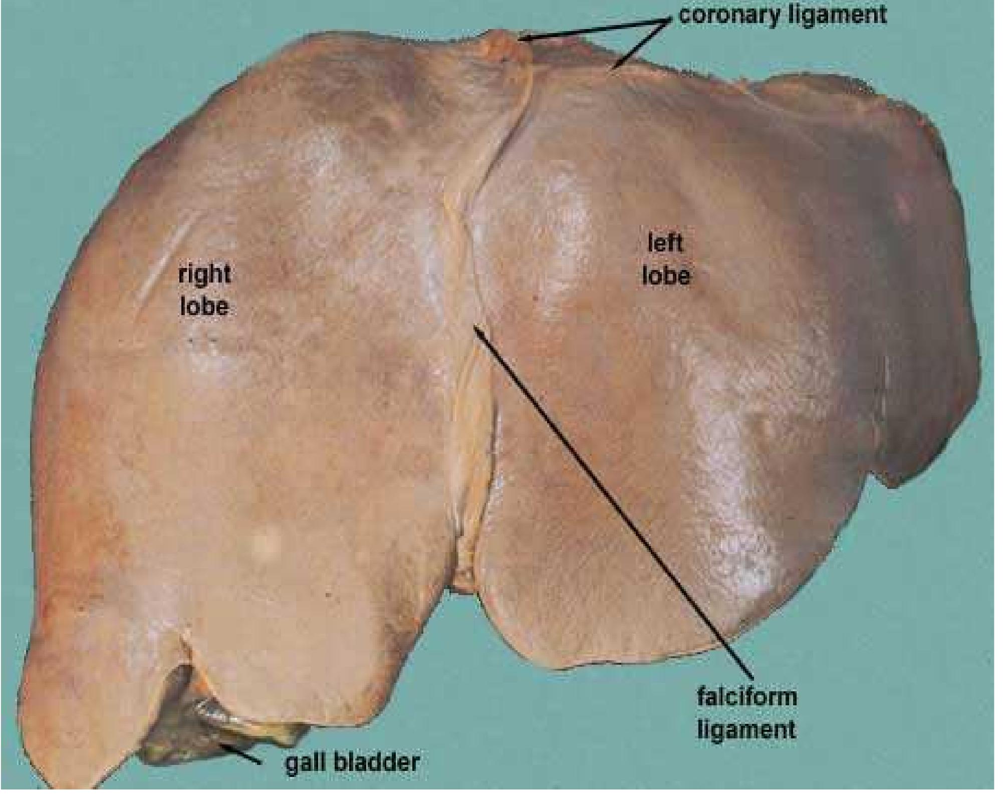 <p>The Right Lobe is biggest</p><p>Light Brown</p>