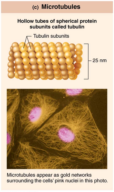 <p>Hollow tubes of spherical protein subunits called tubulin</p>