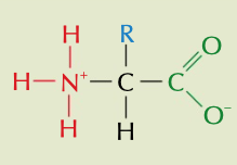 <p>the pH where the overall charge on the amino acid is zero so it exists as a zwitterion</p><p>both the carboxyl group and amino group are charged</p>