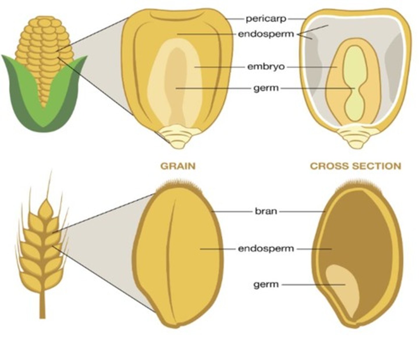 <p>The endosperm of grains such as corn, wheat, and rice occupies the bulk of the kernel and is the main energy reserve for the development of the young seedling.</p>