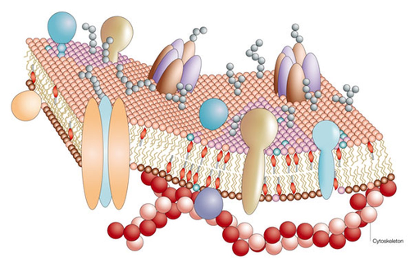 <p>The currently accepted model of cell membrane structure, which envisions the membrane as a mosaic of individually inserted protein molecules drifting laterally in a fluid bilayer of phospholipids.</p>