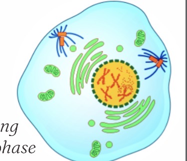 <p>What phase is this?</p>