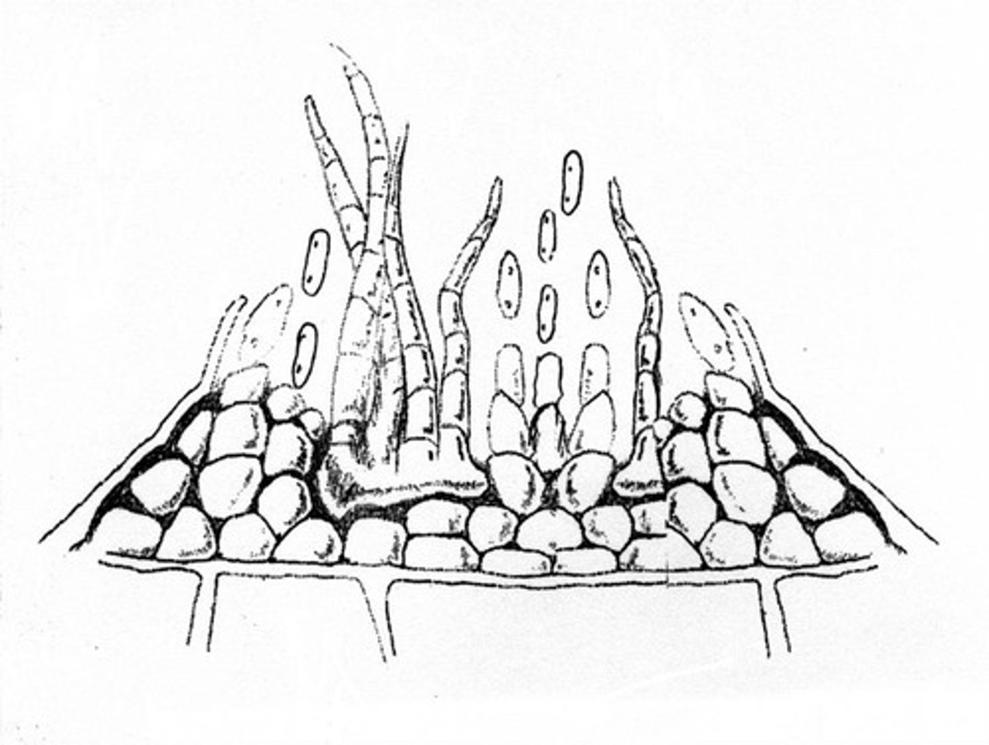 <p>associated with anthracnose disease</p>