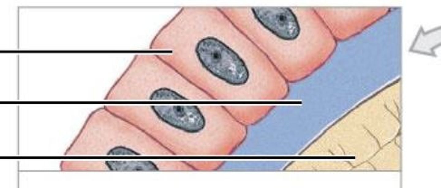 <p>Immature bone cell that secretes osteoid, the organic bone matrix</p>