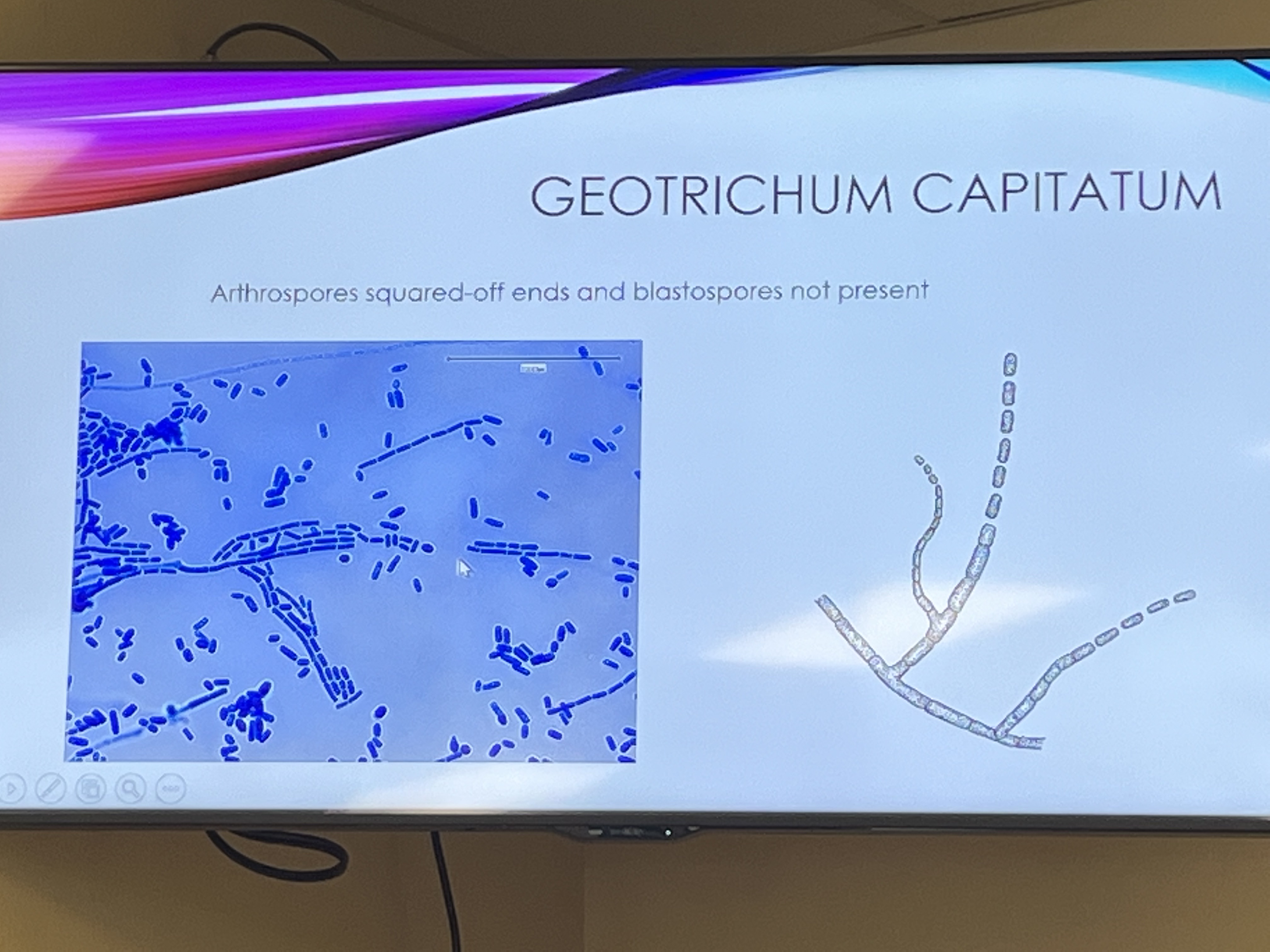 <p>Geotrichum capitatum: Arthrospores squared-off ends and no blastospores.</p>