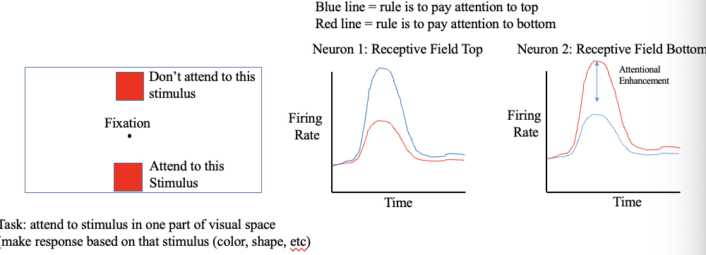 <ul><li><p>task is to attend to stimulus in one part of visual space + ignore the other one (make response based on that stimulus based on color, shape, etc.) </p></li><li><p>when the rule is to attend to bottom stimulus, there is an increase in responding of that neuron for the stimulus presented in receptive field</p></li><li><p>enhancement of the response of that neuron based on the rule = attentional effect</p></li></ul><p></p>