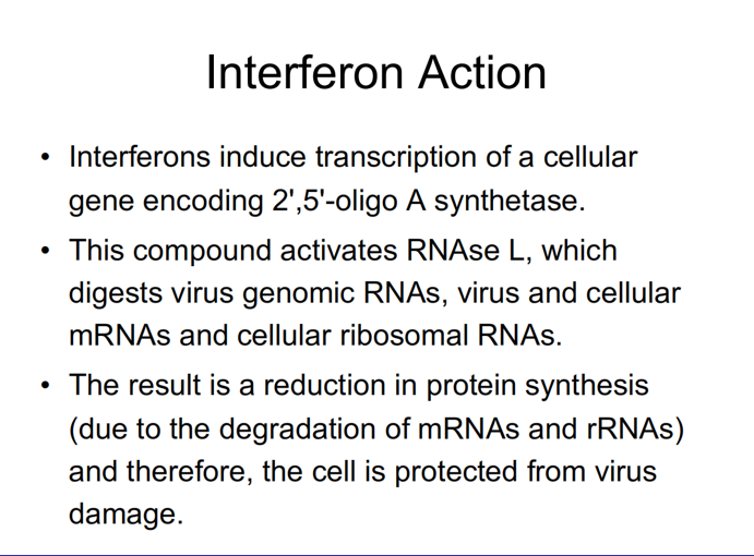 How Interferon Stops Viral Replication in Cells