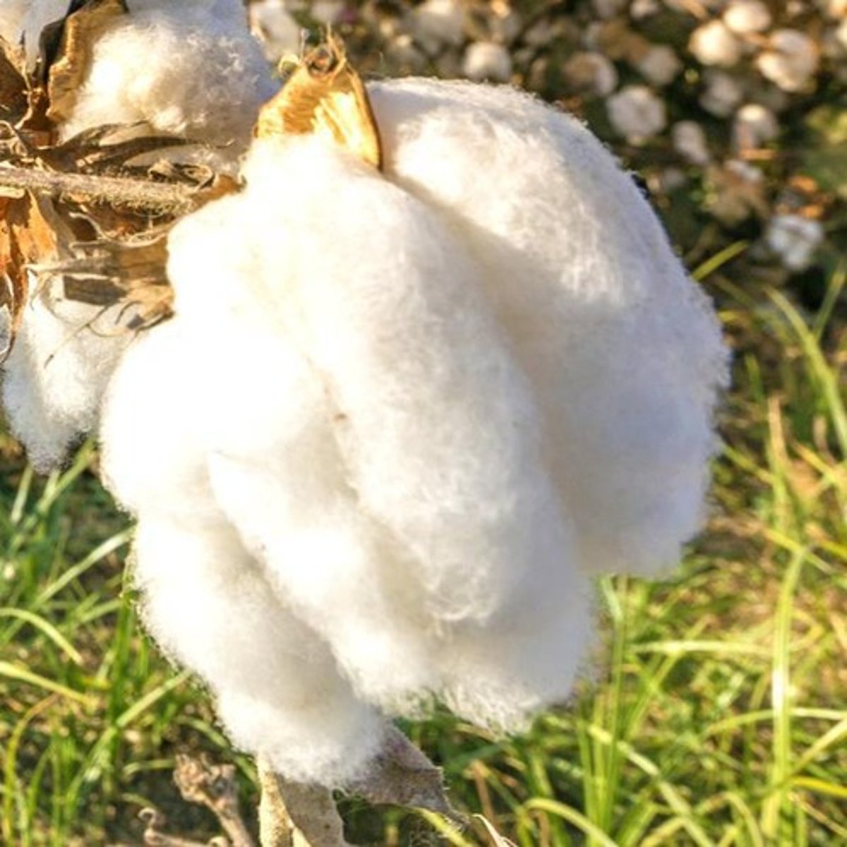 <p>fibers derived from plants, such as cotton and flax.</p>