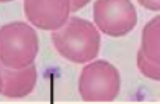 <p>Identify the blood cell</p>
