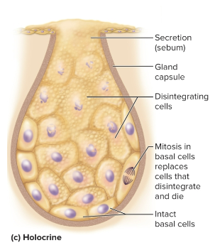 <p>Holocrine secretion</p>