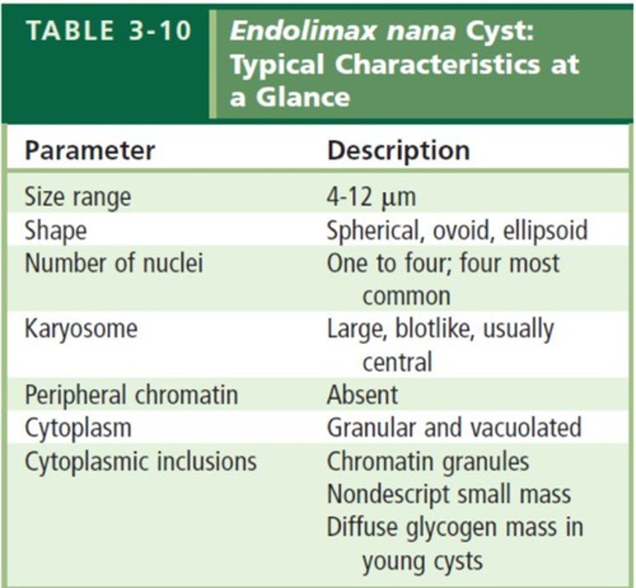<p>Trophozoite.</p>