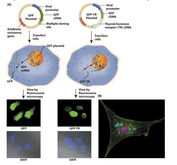 <ol><li><p>Mutated GFP</p><ul><li><p>enhanced GFP (EGFP)</p></li></ul></li><li><p>Red flourescent protein</p><ul><li><p>DsRed</p></li></ul></li></ol><p></p>