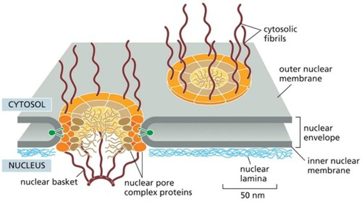 <p>Gateways for molecules entering/exiting nucleus.</p>