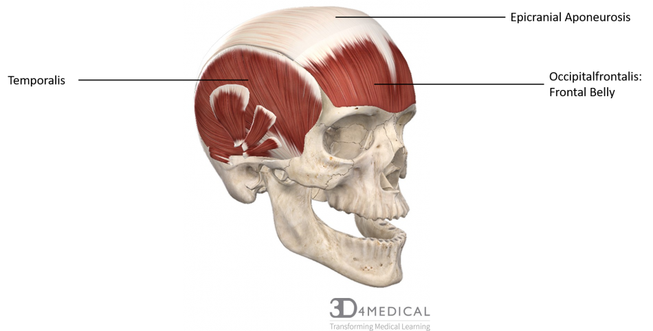 <p>Location:</p><ul><li><p><strong>extends over the cranium</strong></p></li><li><p>upper part of the skull</p></li></ul><p></p><p>Function:</p><ul><li><p><strong>help support a muscle in your skull that controls your facial expressions</strong></p></li><li><p>stabilizing layer that allows for movement of the skin over the skull and plays a role in facial expressions</p></li></ul><p></p>