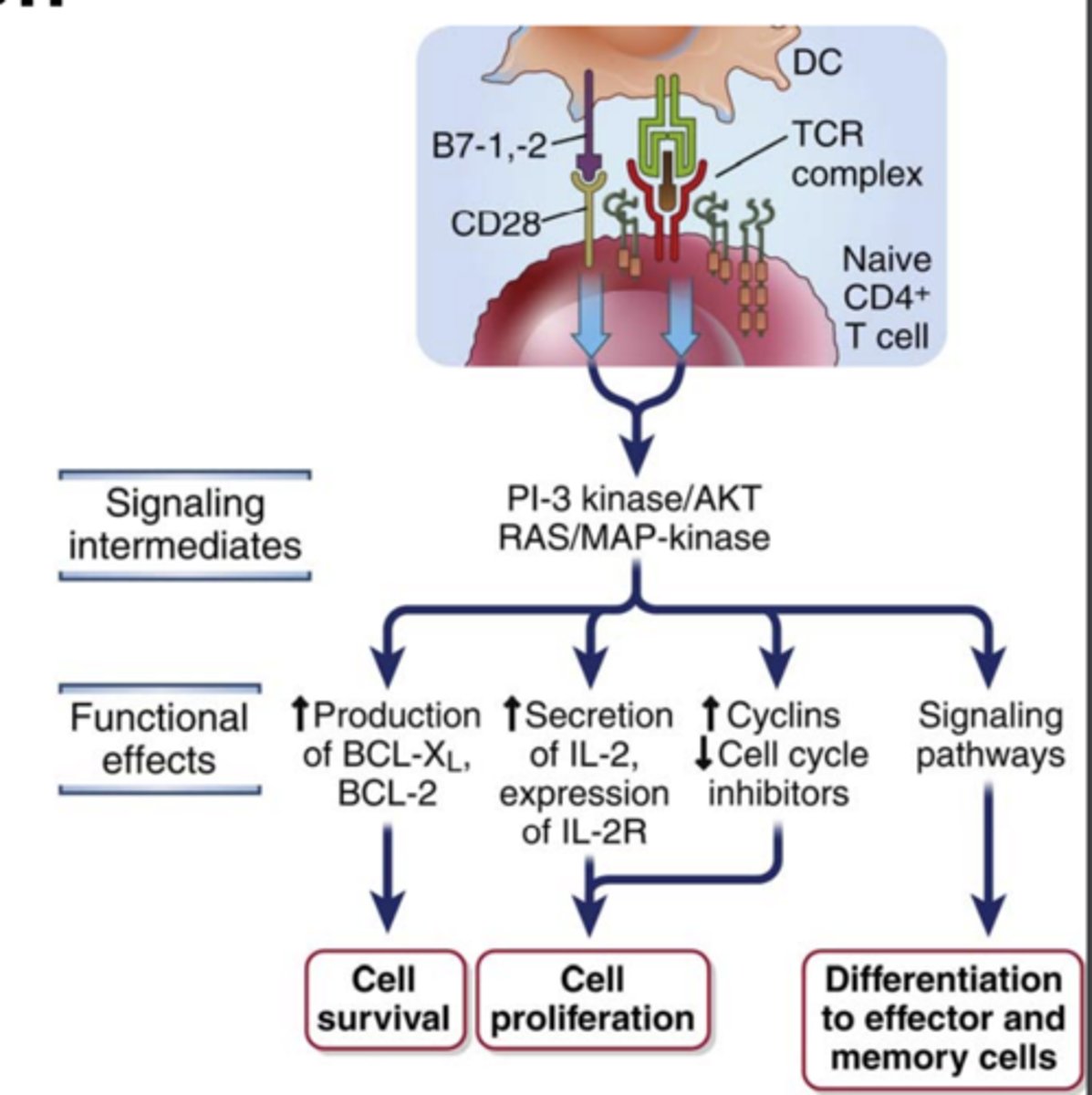 <p><strong>- microbial products</strong> and <strong>innate immune responses</strong> to infections </p><p>- <strong>ensures</strong> that <strong>T lymphocytes</strong> are <strong>activated only when needed</strong></p>