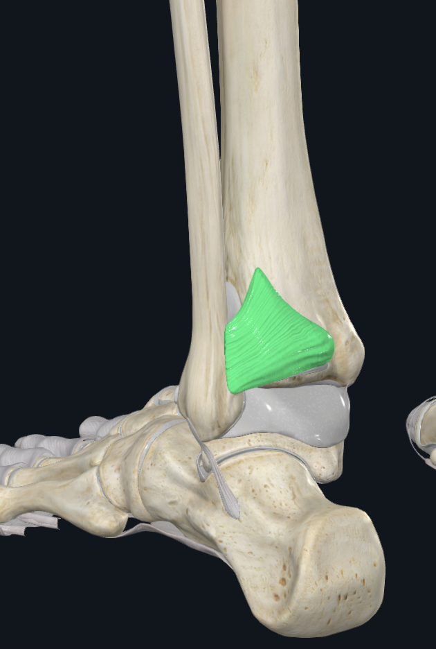 <p>Tibiofibular Joint Distal </p>