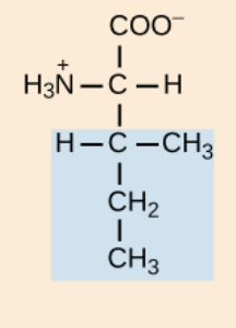 <p>nonpolar,aliphatic R group</p>