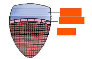 <p>What are these labels on a conjoint open vascular bundle?</p>