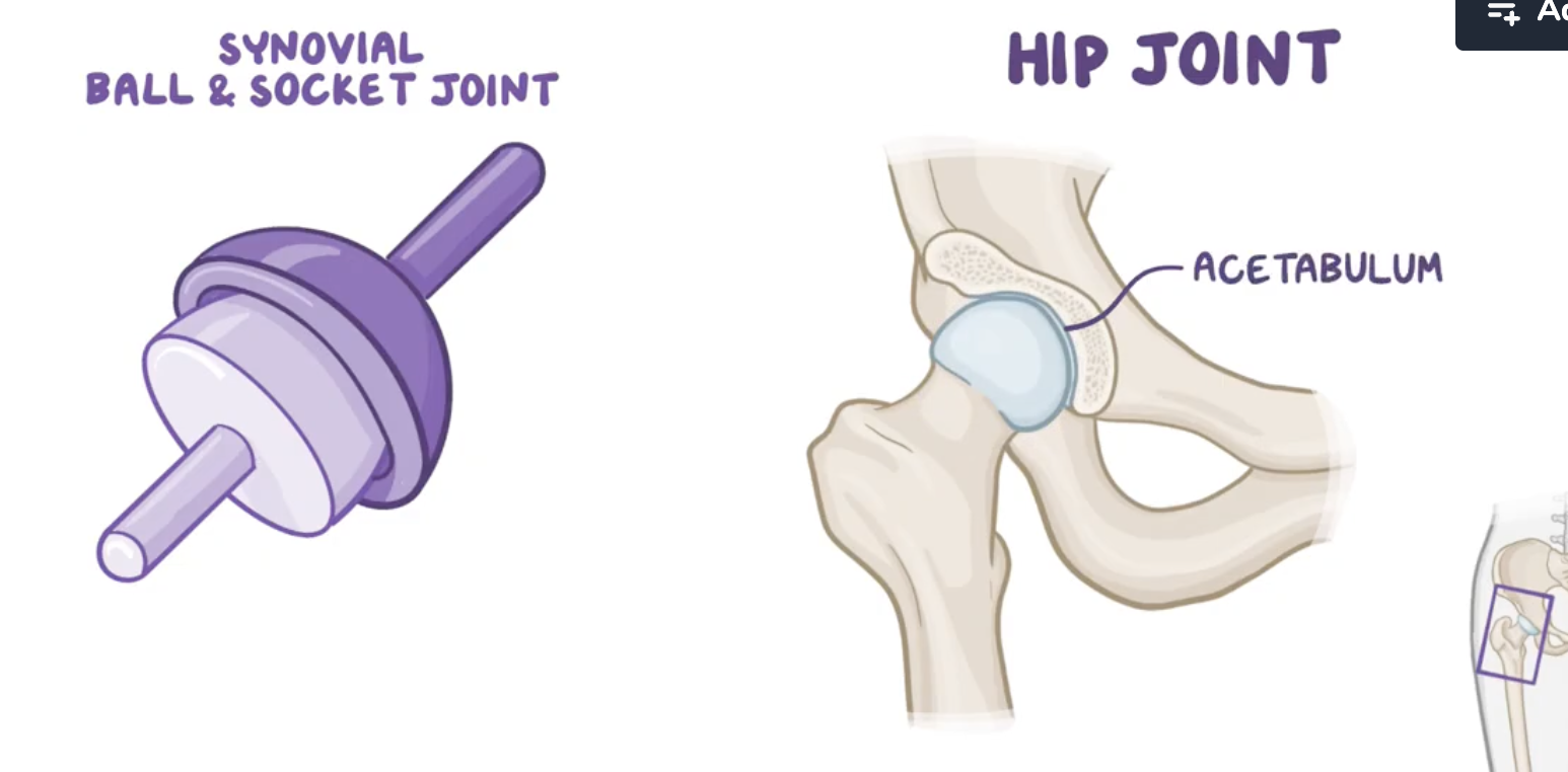 <p>Characteristics of the hip joint</p>