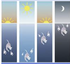 <p class="Paragraph SCXW92262346 BCX0" style="text-align: left;"><span style="line-height: 20.925px;">-General practical implication of nocturnal migration: daytime sampling of zooplankton in the epilimnion (especially near surface) only will greatly underestimate population sizes. Also, there can be major horizontal patchiness in distribution:&nbsp;&nbsp;</span></p><ul><li><p class="Paragraph SCXW92262346 BCX0" style="text-align: left;"><span style="line-height: 20.925px;">Zooplankton are concentrated by (and attracted to) Langmuir convergence zones&nbsp;&nbsp;</span></p><ul><li><p><span style="line-height: 20.925px;">Lots of zooplankton in the slick&nbsp;</span></p></li><li><p><span style="line-height: 20.925px;">If you sample in the downwelling outside the slick, there will be less zooplankton&nbsp;</span></p></li></ul></li><li><p class="Paragraph SCXW92262346 BCX0" style="text-align: left;"><span style="line-height: 20.925px;">There is avoidance of the littoral zone in some (predator avoidance?)&nbsp;</span></p></li></ul><p></p>