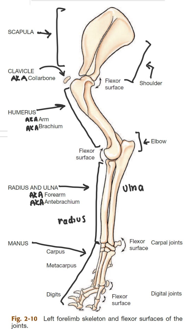 <ol><li><p>carpal bones</p></li><li><p>metacarpal bones</p></li><li><p>phalanges</p></li></ol><p></p>