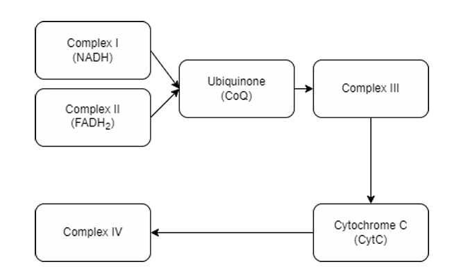<ul><li><p>Hydrophilic domain faces the aqueous environment (the matrix). It holds the binding site for Nicotinamide Adenine Dinucleotide + Hydrogen (NADH), where It accepts an electron from an NADH carrier.</p><ul><li><p><strong>NADH dehydrogenase</strong> oxidizes <strong>NADH → NAD+</strong></p></li></ul></li><li><p>The electron is then transferred to a Flavin Mononucleotide (FMN), forming <strong>NAD+and FMNH.</strong></p></li><li><p><strong>FMNH then transfers the electron to several iron-sulfur (FeS) clusters</strong> until it reaches the <strong>ubiquinone acceptor,</strong> which gets reduced by the electron, forming<strong> </strong><span style="color: red"><strong>ubiquinol.</strong></span></p></li></ul><p></p>