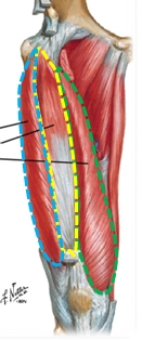<p>Name these parts of the quadriceps femoris&nbsp;</p>