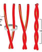* supersecondary structure from multiple alpha helixes wrapping around one another
* 2+ helices have most of their nonpolar side chains on 1 side, twist around each other with side chains facing inwards (hydrophobic effect)