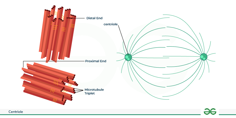 <p>Cylindrical structures involved in cell division and the formation of spindle fibers, help ensure the correct chromosomes are available to each daughter cell upon division</p>
