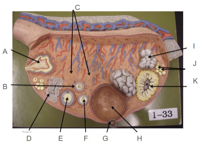 <p>B</p>