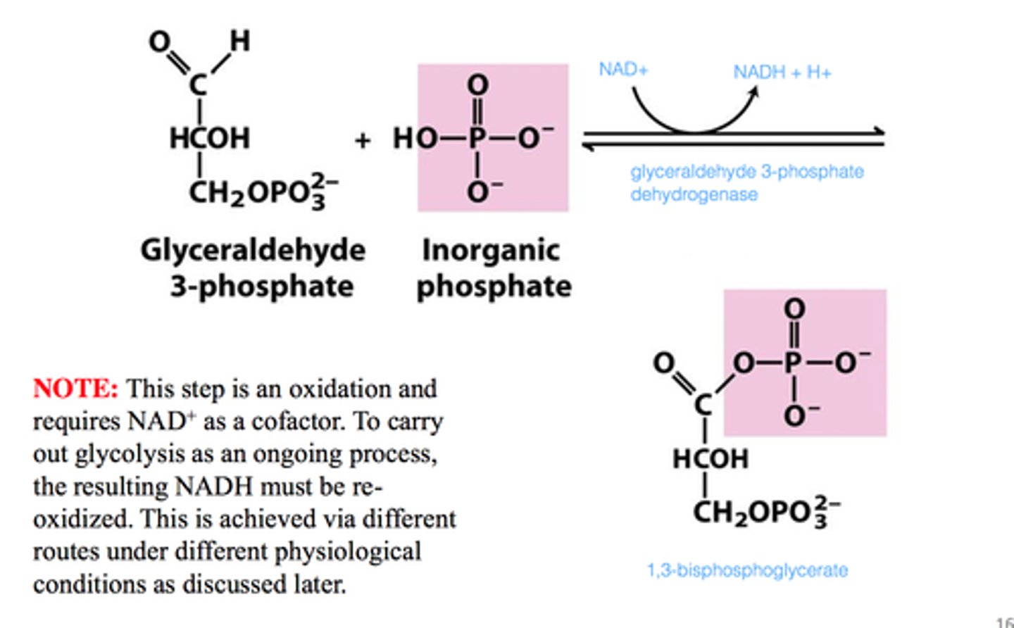 <p>G3P dehydrogenase reaction (Glyceraldehyde 3-phosphate to 1,3-Bisphosphoglycerate</p><p>The is the first energy-yielding step</p><p>The oxidation of aldehyde with NAD+ produces NADH</p><p>Phosphorylation yields a high-energy reaction product</p><p>The phosphoryl group comes from inorganic phosphate</p>