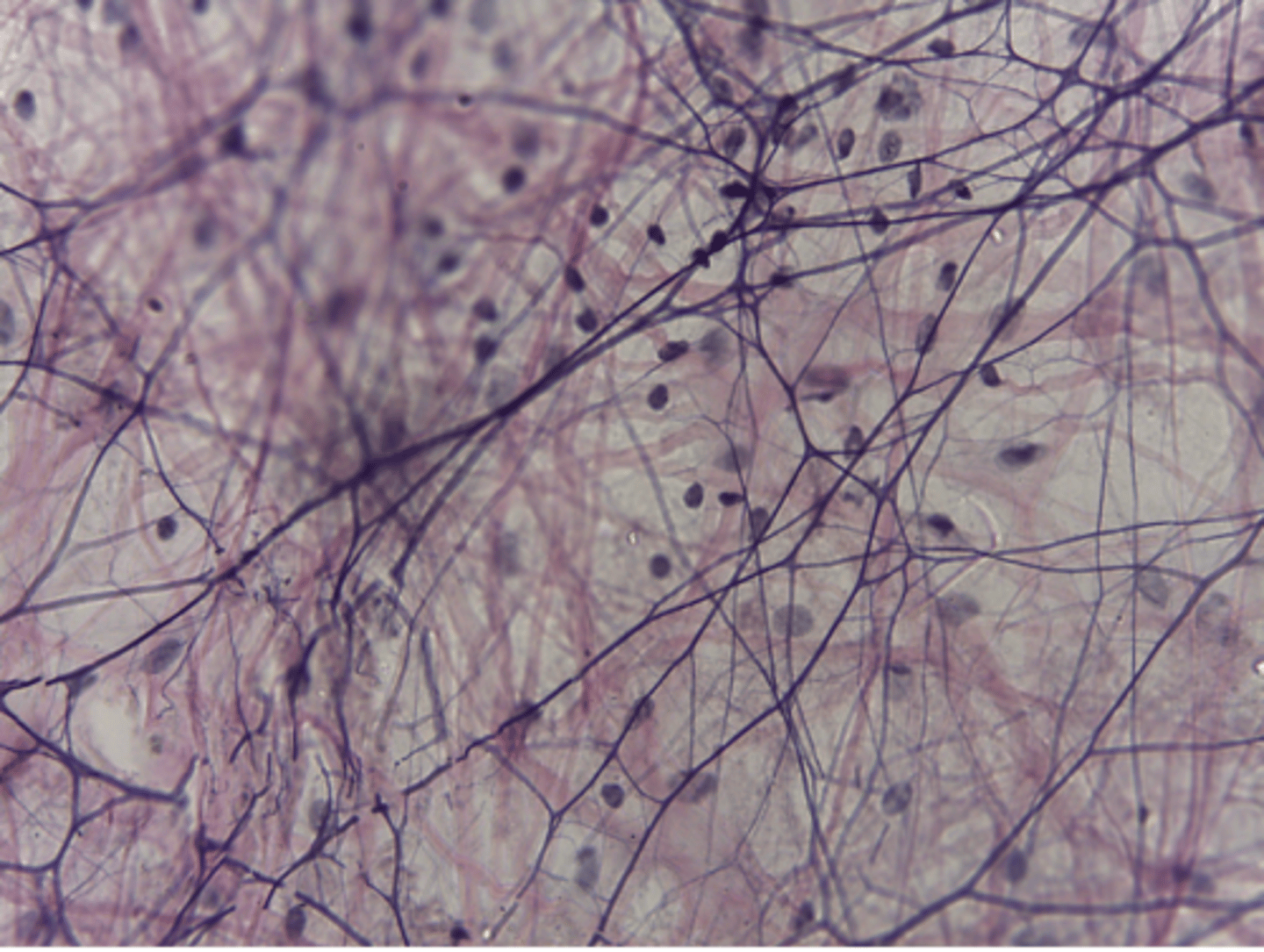 <p>What type of tissue is presented on the slide?</p>