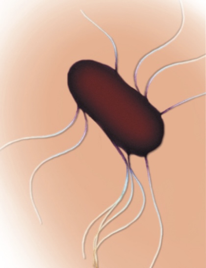 <p>Flagella distributed all over cell surface</p>