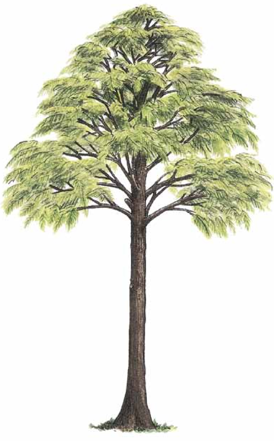 <p>Between intermediate between those of seedless vascular trimerophytes and those of seed plants.Produced secondary xylem (wood)</p><p>Presence of a Bifacial Vascular cambium ( produced both secondary xylem and phloem and is believed to have evolved first.</p><p>A eustele evolved in this group</p><p></p>