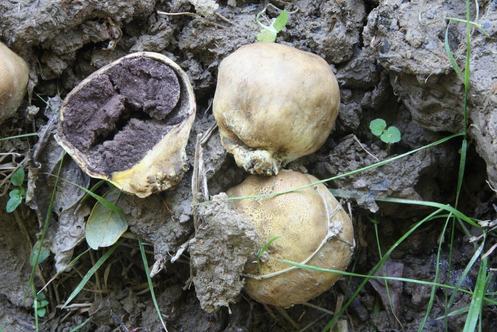 <p>Masa fértil interna que contiene las esporas en los gasteromicetos.</p>