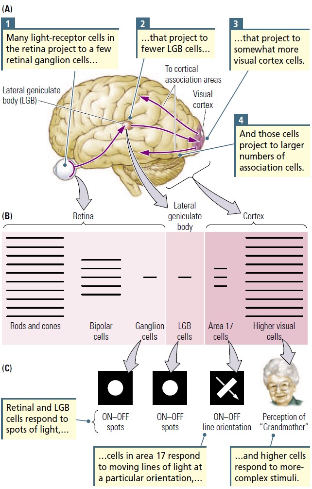 * there is an initial decrease in num of neurons in visual cortex, then within the cortical association areas, the num of cells increase
* changing num suggests that visual info must be transmitted as a code