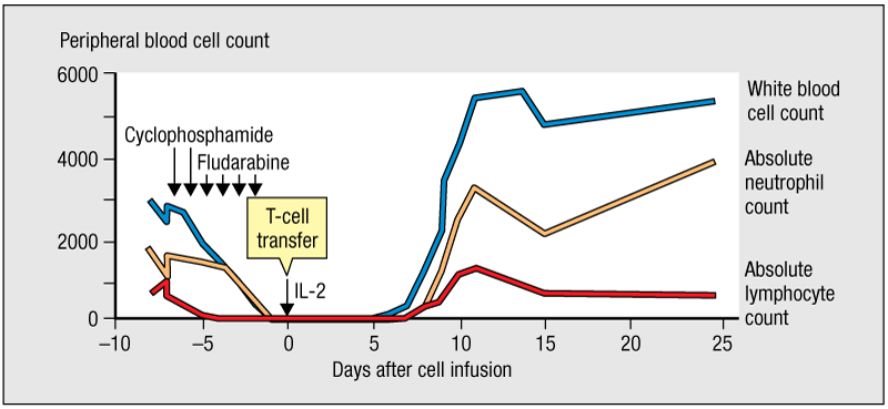 <p>Adoptive cell transfer (ACT) has shown promise as an immune therapy against melanoma. The figure shown outlines the treatment regimen for ACT. What is the therapeutic effect of treatment with cyclophosphamide and fludarabine?</p><p>a. It activates cells of the innate immune system.</p><p>b. It decreases tumor mass.</p><p>c. It triggers proliferation of circulating T cells.</p><p>d. It depletes leukocytes in circulation of the individual.</p>