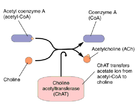 <p>ChAT (Choline acetyltransferase)</p><p><em>(ChAT tells Acetyl to chat to choline)</em></p>