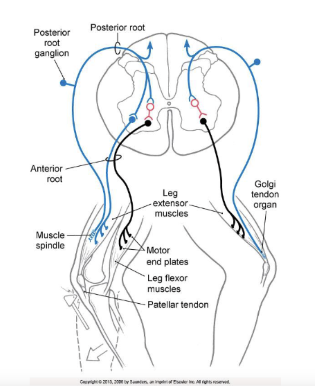 <ul><li><p>all circuits have an <u>afferent/sensory</u> limb and an <u>efferent/motor</u> limb</p></li><li><p>spinal and brainstem somatic motor reflex pathways target <u>alpha-motor neurons</u> or interneurons</p><ul><li><p>to produce complex ***<strong><u>coordinated movement activity at multiple joints, in direct response to sensory stimuli</u></strong></p></li></ul></li><li><p>they are ***<strong><u>involuntary, but descending input can alter the threshold for their activation or their gain (strength of response)</u></strong></p><ul><li><p>can be modulated by higher centers</p><ul><li><p>e.g. holding a hot plate, but not reflexively dropping it, because you know the table is just a couple of feet away; threshold for hot input is higher b/c of context</p></li></ul></li></ul></li></ul><p></p>