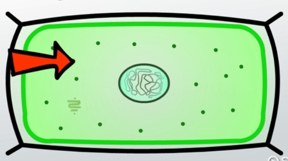 <p>Internal fluid that contains the cell structures</p>