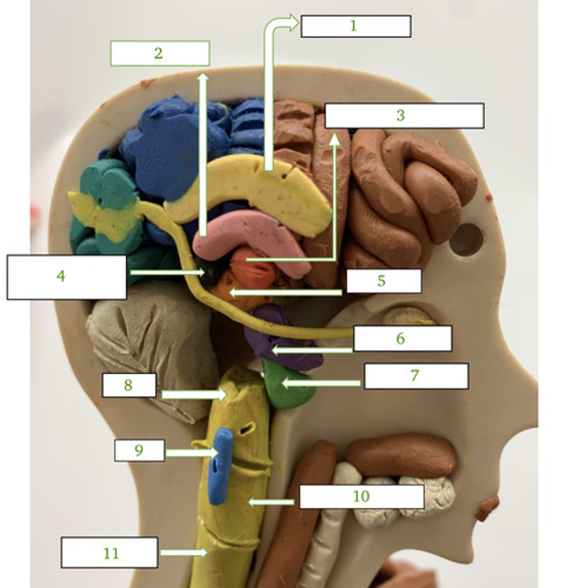 <p>3 - jet lag, day, cycles, secretes melatonin</p>