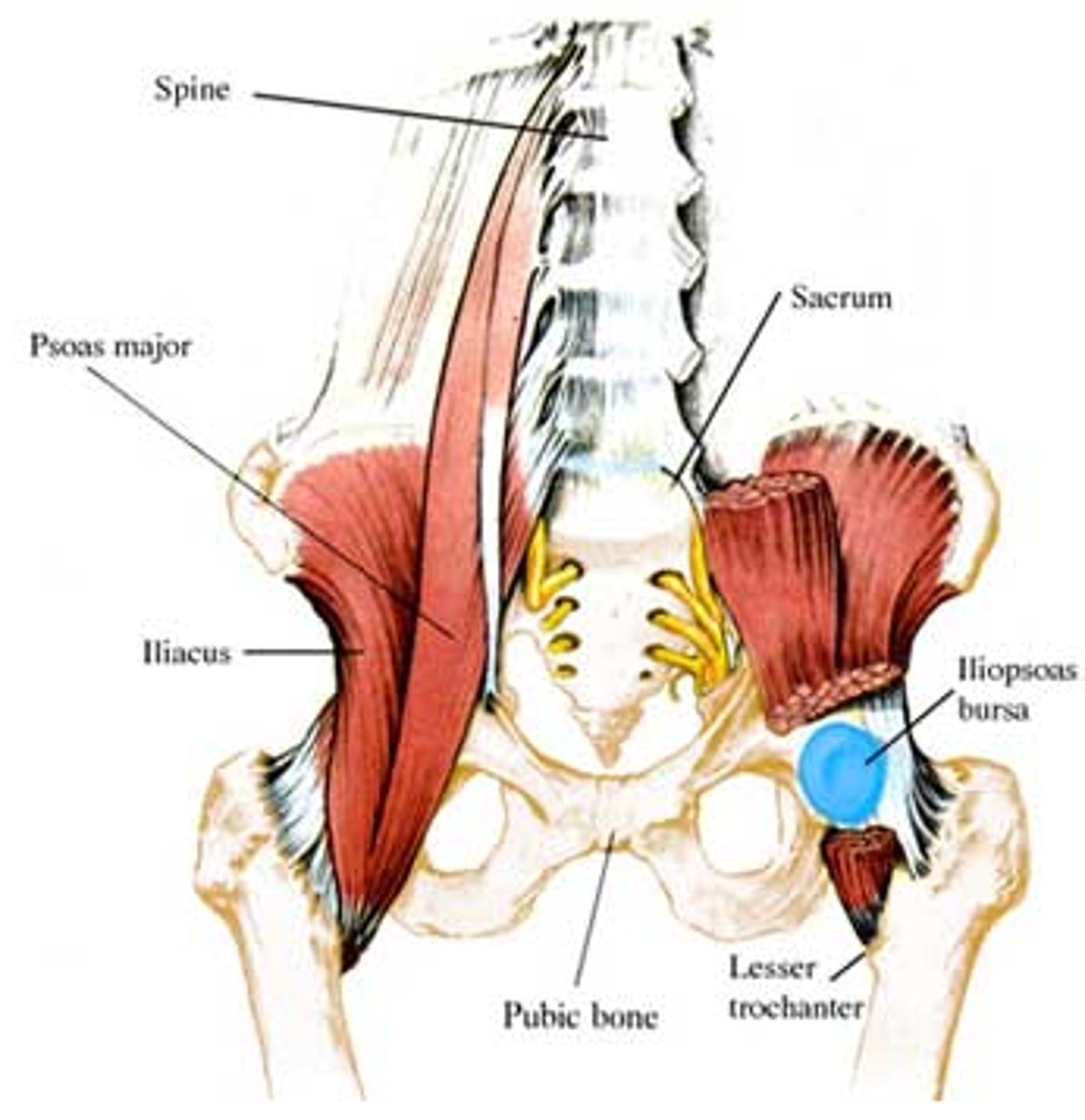 <p>bursae lies between the deep surface of the iliopsoas muscle and the anterior aspect of the hip joint</p><p>*irritatied with repetitive hip flexion/extension</p>