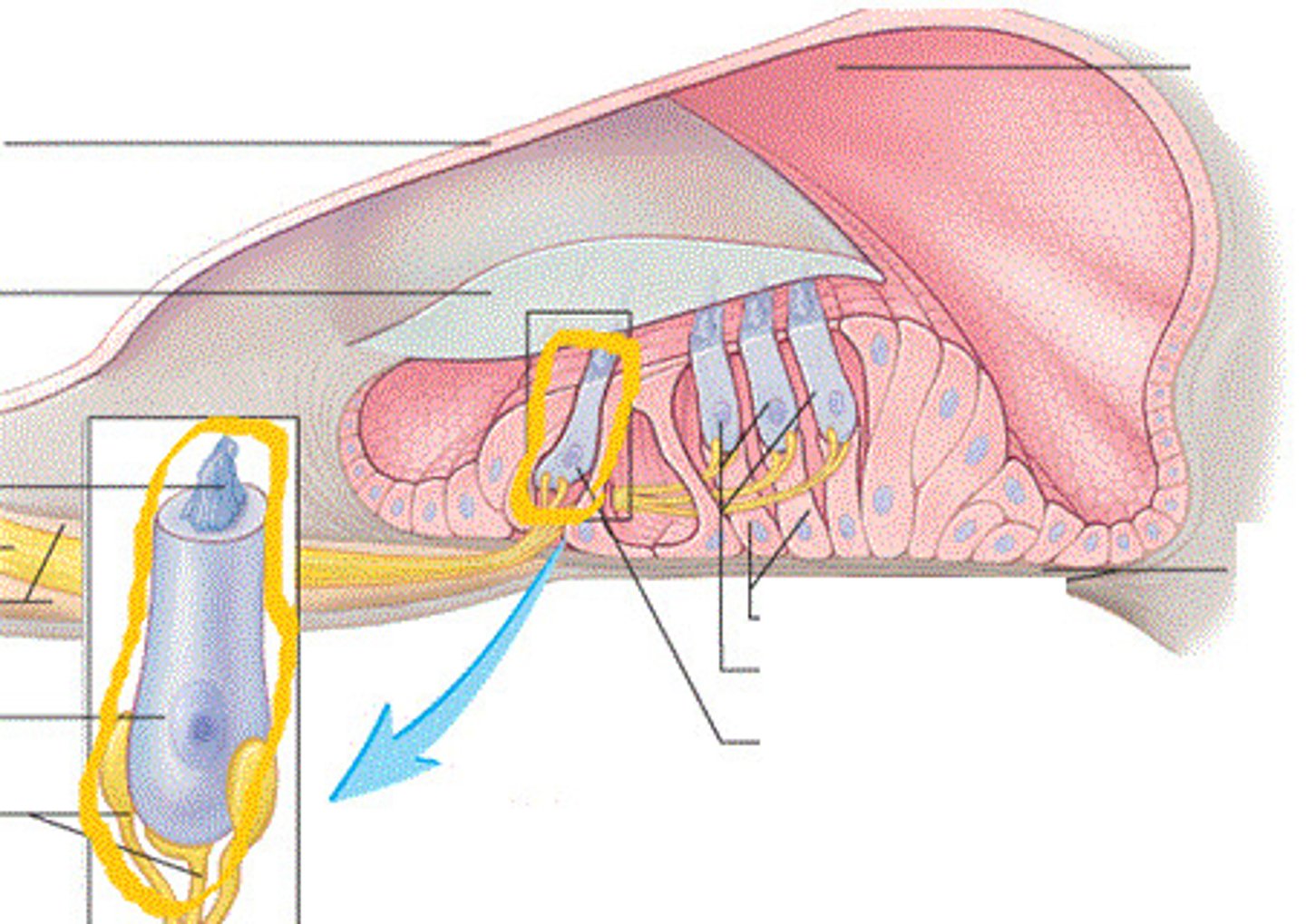 <p>-Single row of about 3500 cells</p><p>-Provides hearing protection</p>