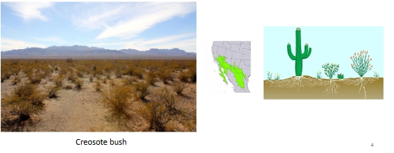 <ul><li><p>water performs vital functions in all organisms</p></li><li><p>species are adapted to a range of water conditions, and if exceeded, move or die</p></li></ul><p></p>