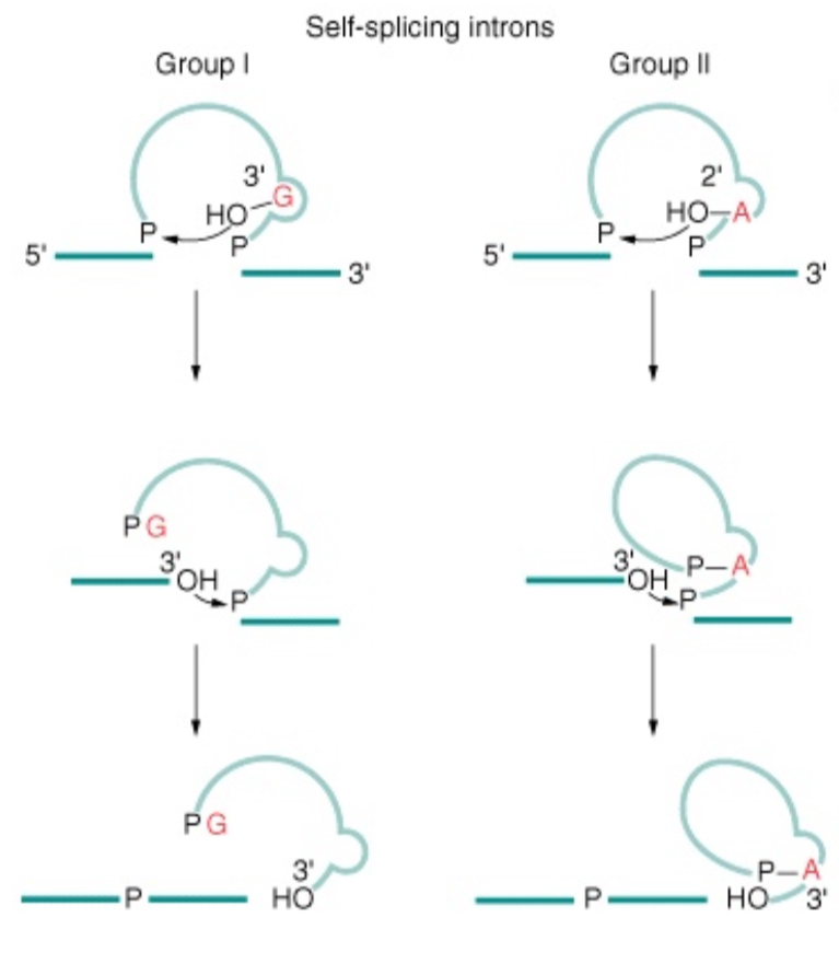 <p>Yes in Group II introns but not in Group I introns</p>