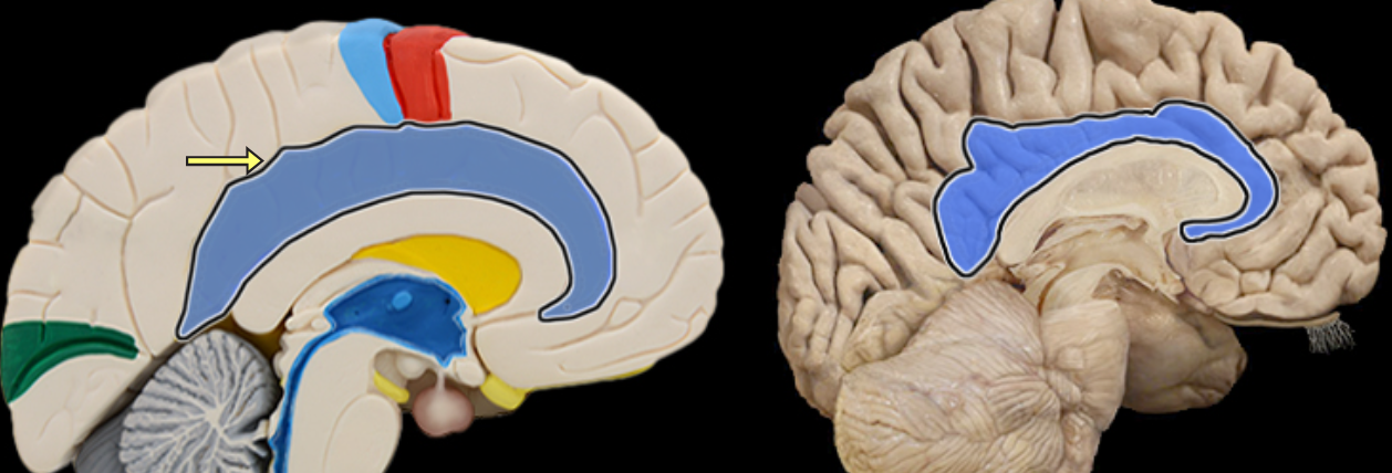 <p>Location:</p><ul><li><p>Cerebrum</p></li></ul><p>Description:</p><ul><li><p>Located superior to the corpus callosum in frontal and parietal lobes</p></li><li><p>Part of cerebellar cortex</p></li><li><p>One component of limbic system, which is important for emotion and learning</p></li></ul><p></p>