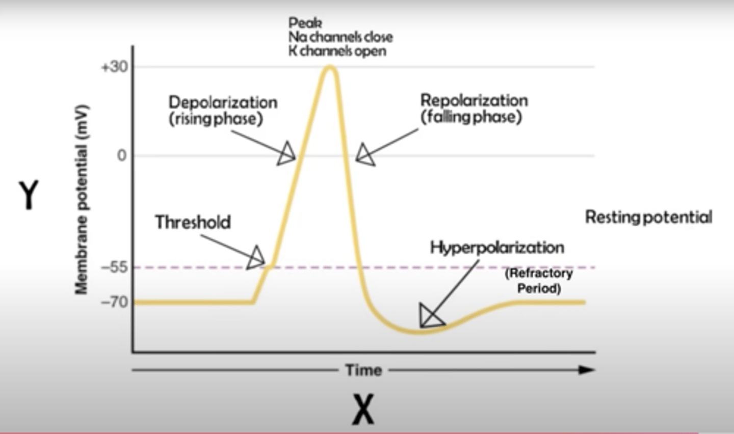 <p><strong>Absolute refractory period: Milliseconds </strong>hyper polarization: no amount of stimulation can make the neuron fire again (needs to recharge)</p><p><strong>Relative refractory period: Milliseconds </strong>could potentially fire another action potential but harder to make it fire </p><p>- <strong>Repolarization: potassium ion channels open</strong>, allowing <strong>positively charged potassium ions (K⁺)</strong> to flow out of the cell restores the negative charge inside the cell</p>